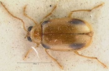 Media type: image; Entomology 18393   Aspect: habitus dorsal view